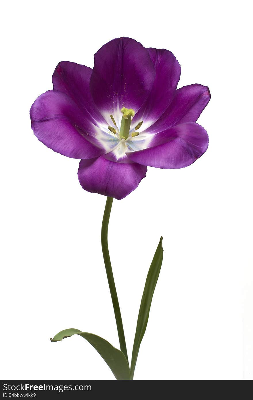 Purple tulip on white