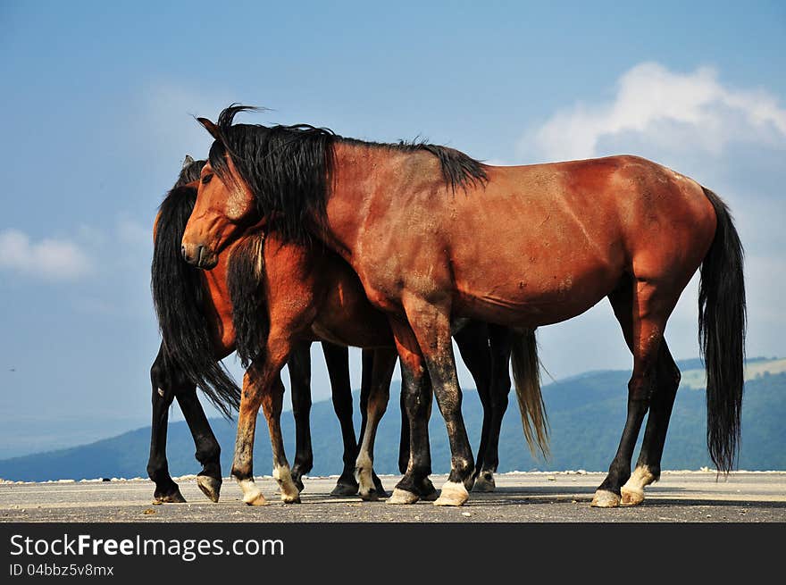 Beautiful family horses on a mountain road on blue background. Beautiful family horses on a mountain road on blue background