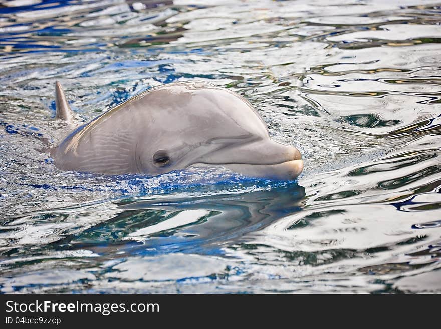 Dolphin swimming in water creating waves.