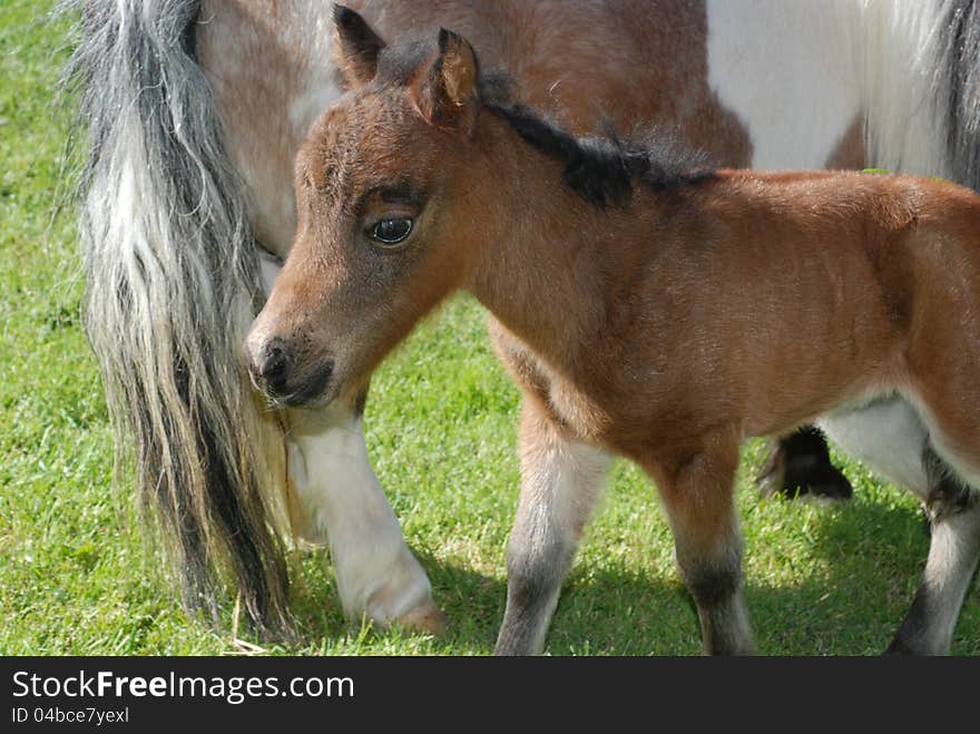 A tiny miniature foal standing next to its mother.