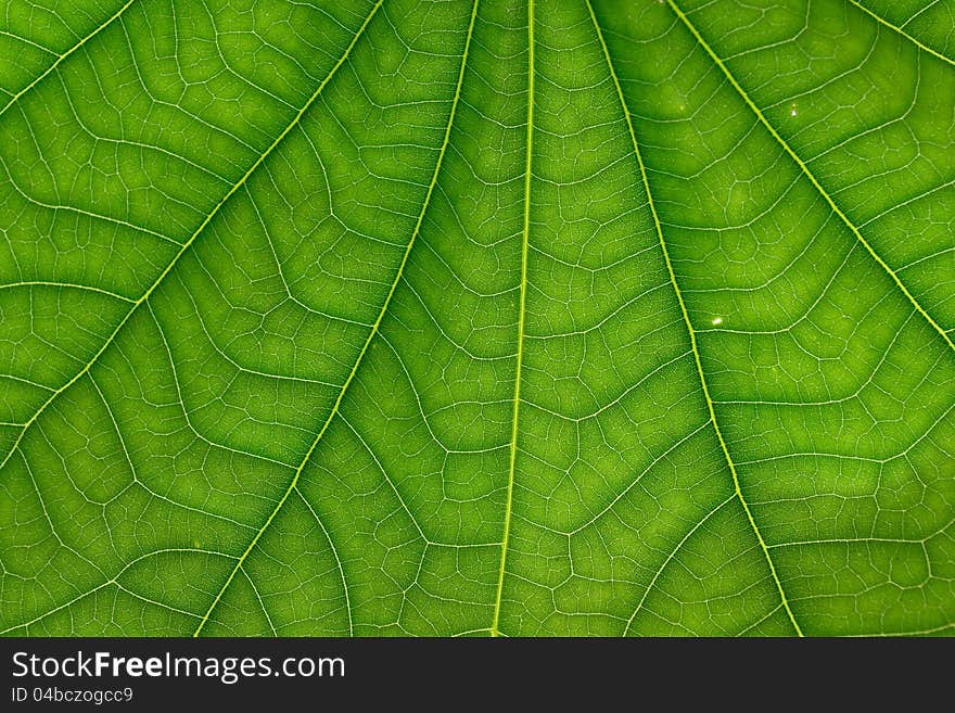 Green leaf texture as a background