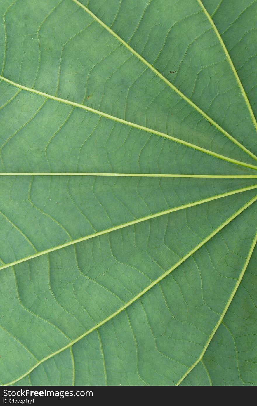 Green leaf texture as a background