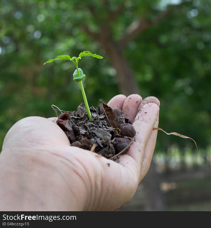 Little plant seedling in soil background. Little plant seedling in soil background