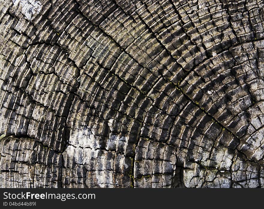 A close up shot of an old tree stump. A close up shot of an old tree stump