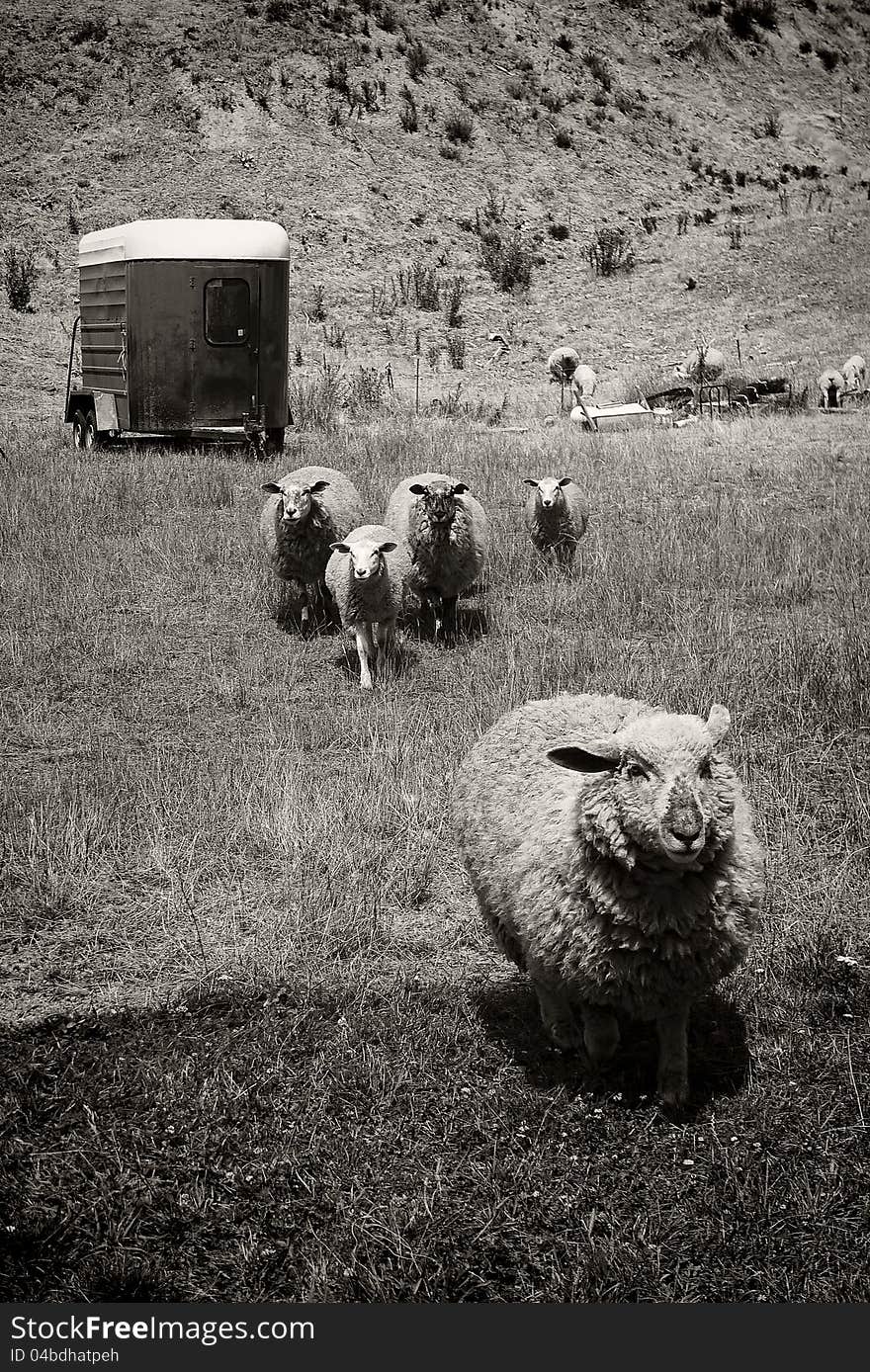 Single pet sheep running away from a group of four farm sheep