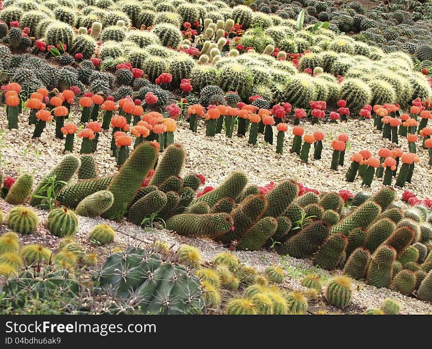 A variety of flowering cacti in open space. A variety of flowering cacti in open space