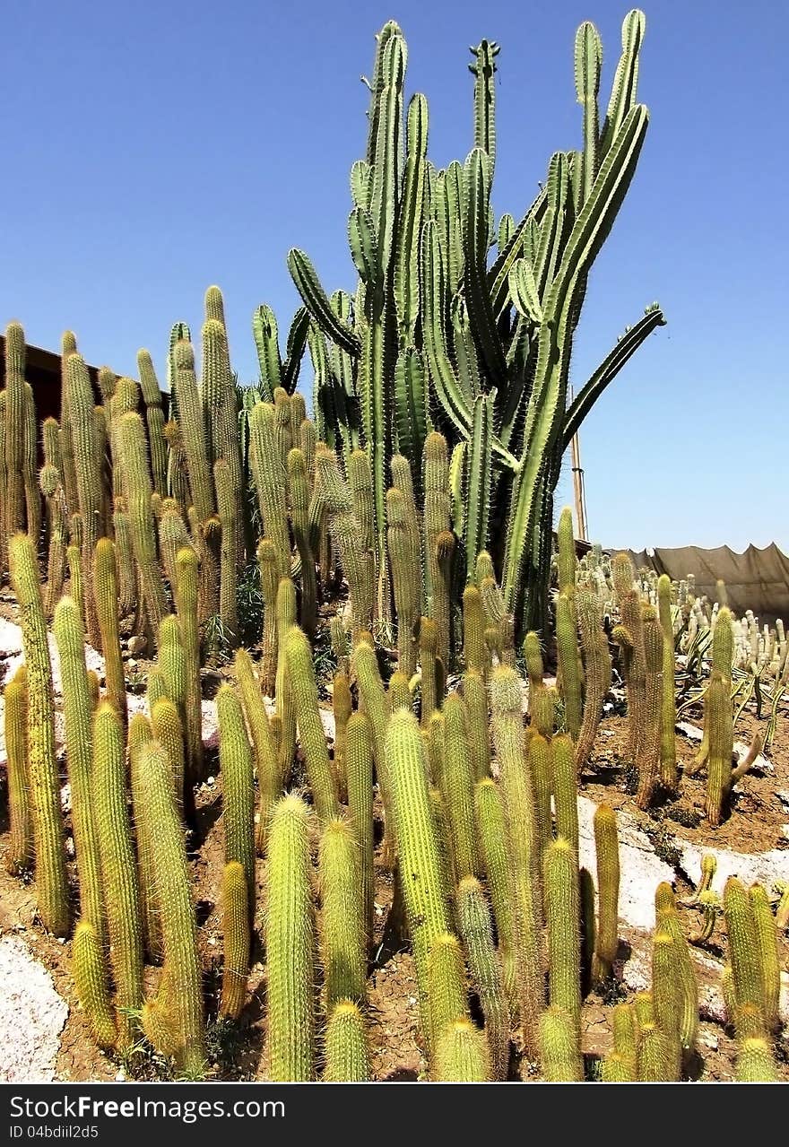 Thickets of various cactuses in open space. Thickets of various cactuses in open space