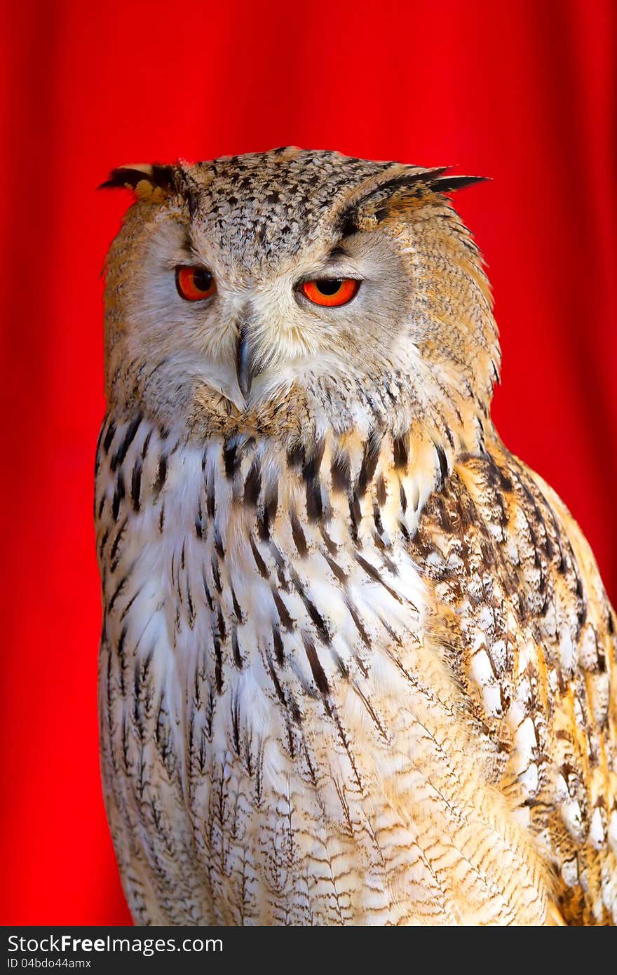 Eurasian Eagle-Owl