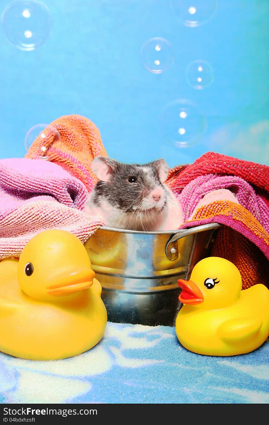 A tiny grey and white mouse sits in a bath tub with yellow rubber ducks, a towel, and bubbles floating overhead. A tiny grey and white mouse sits in a bath tub with yellow rubber ducks, a towel, and bubbles floating overhead