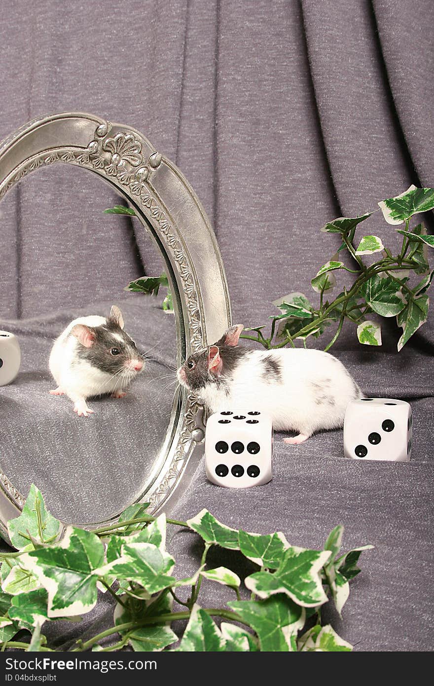 Mouse In A Mirror