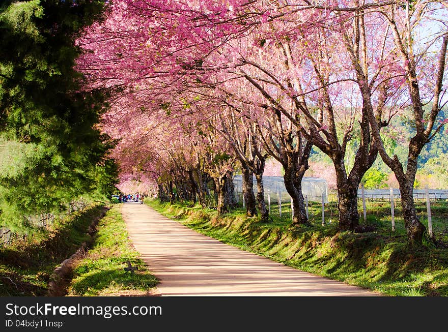 Wild Himalayan Cherry Tree