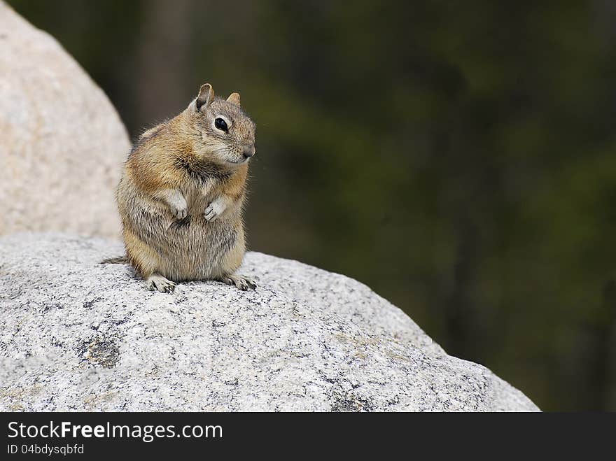 Ground Squirrel on a Rock