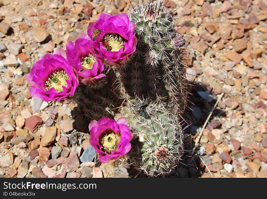 Pink Cactus Flowers With Bees