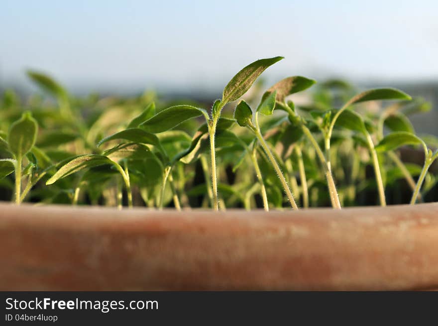 Closeup of Seedlings in clay pot