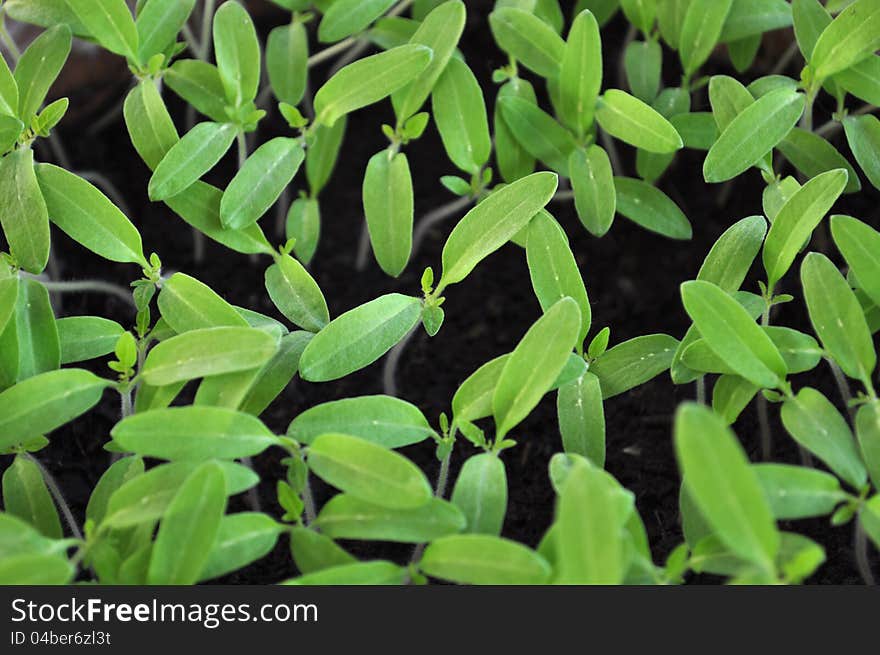 Closeup of Seedlings of tomatoes