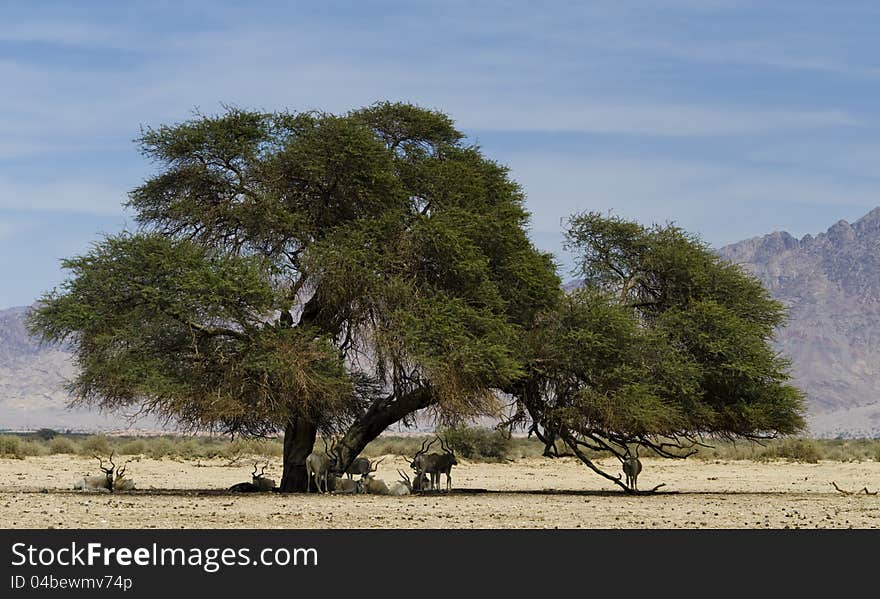 Scimitar horned oryx &x28;Oryx dammah&x29