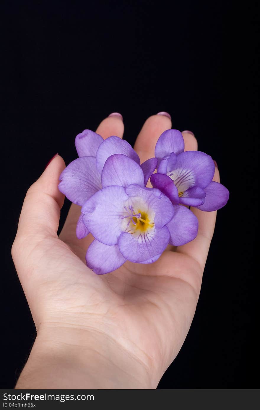 Freesia flower in beautiful hands on a black background. Freesia flower in beautiful hands on a black background