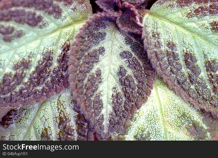 Carpet Leaves