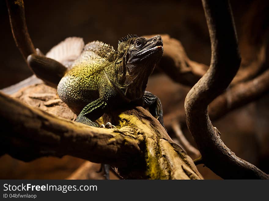 Hydrosaurus weberi is very interesting reptiles.