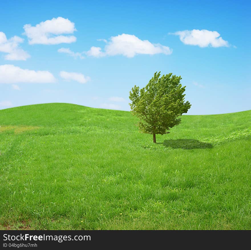 Field,tree And Blue Sky