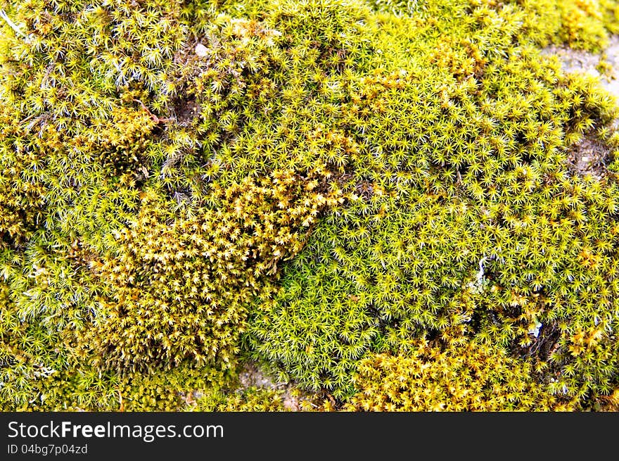 Green moss background with soft focus