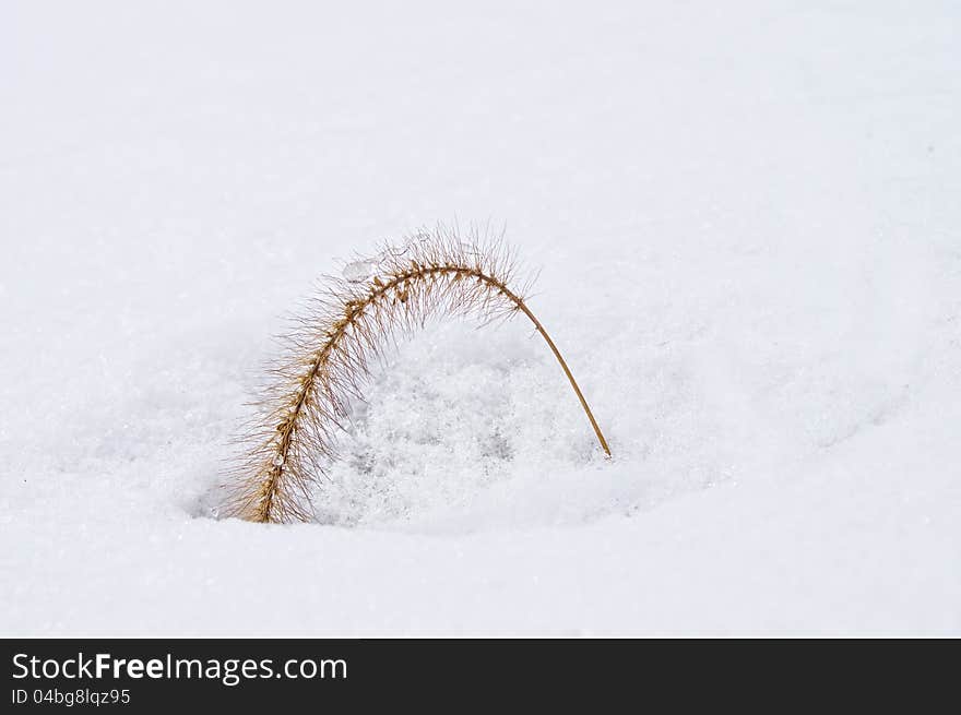 Dry Setaria in the snow. Dry Setaria in the snow.