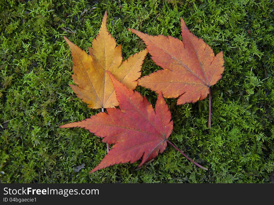 Tree colors maples on the green floor