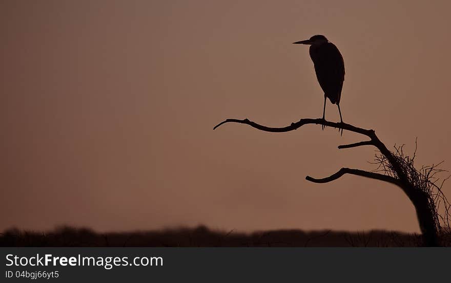 Great blue heron, ardea Herodias, profiled against sky at sunset. Great blue heron, ardea Herodias, profiled against sky at sunset