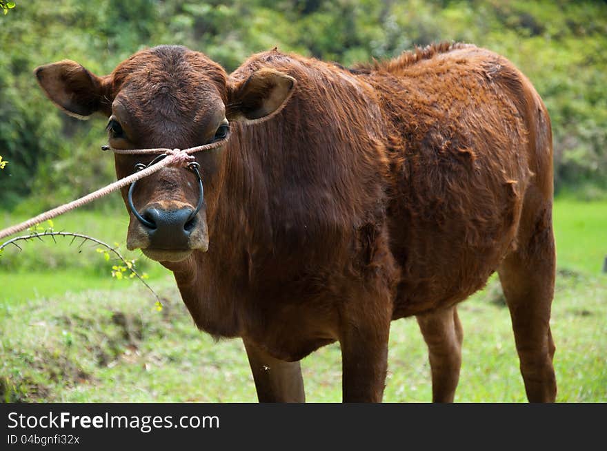 Yellow Cattle