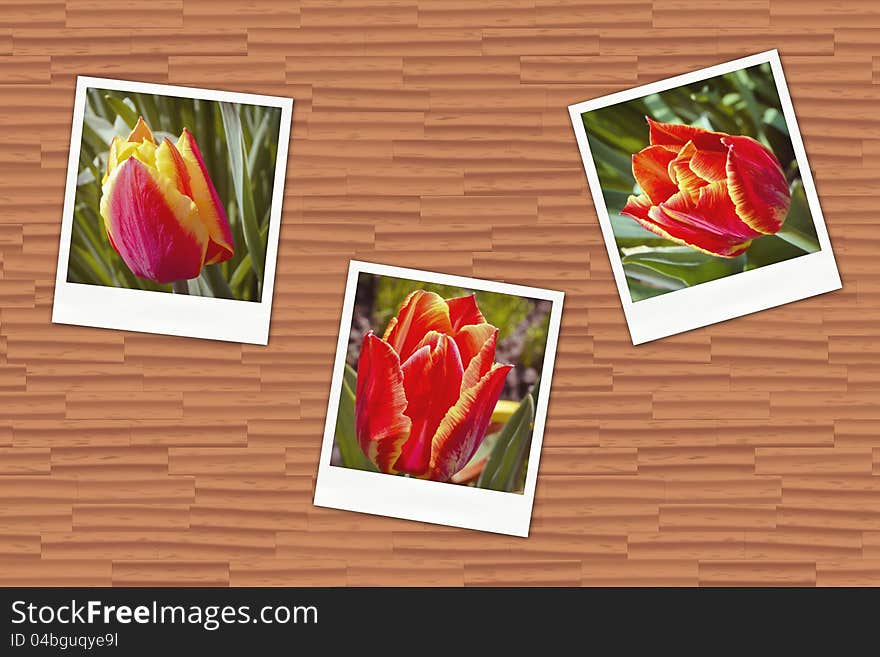 Illustration of an old photos with tulips on wooden wall