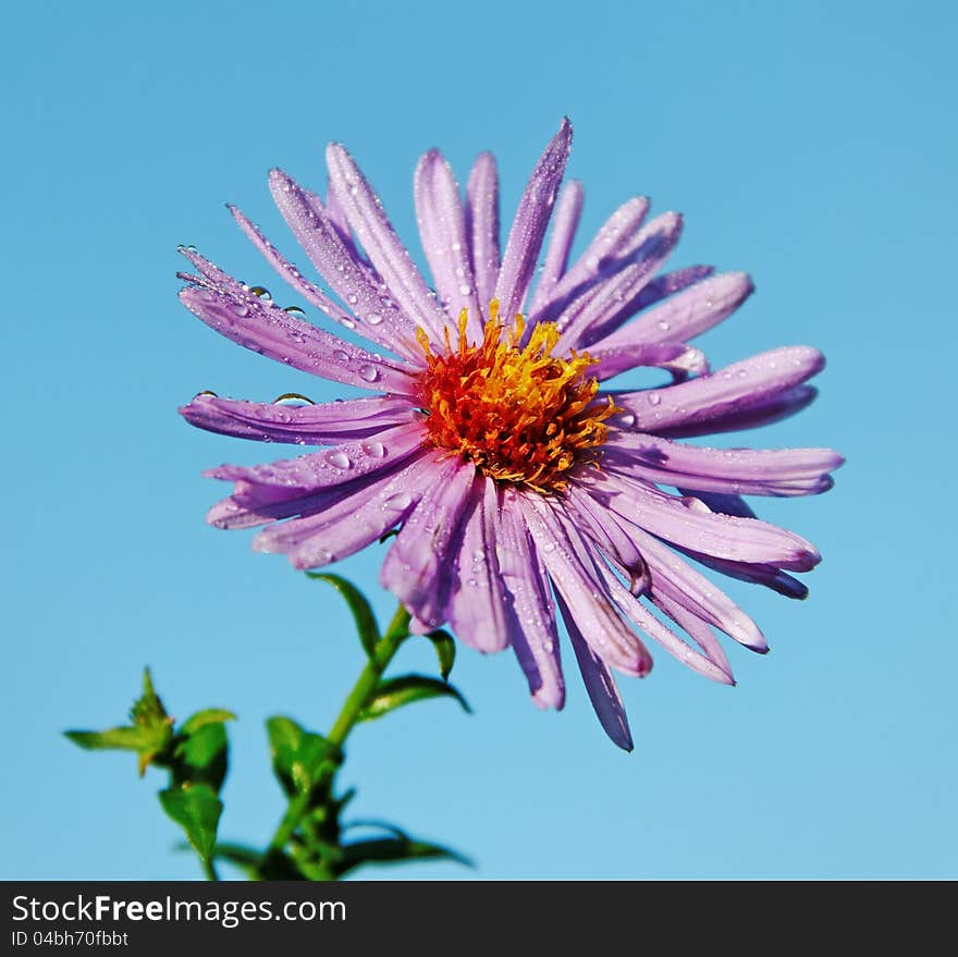 Purple daisy on blue sky background. Purple daisy on blue sky background.