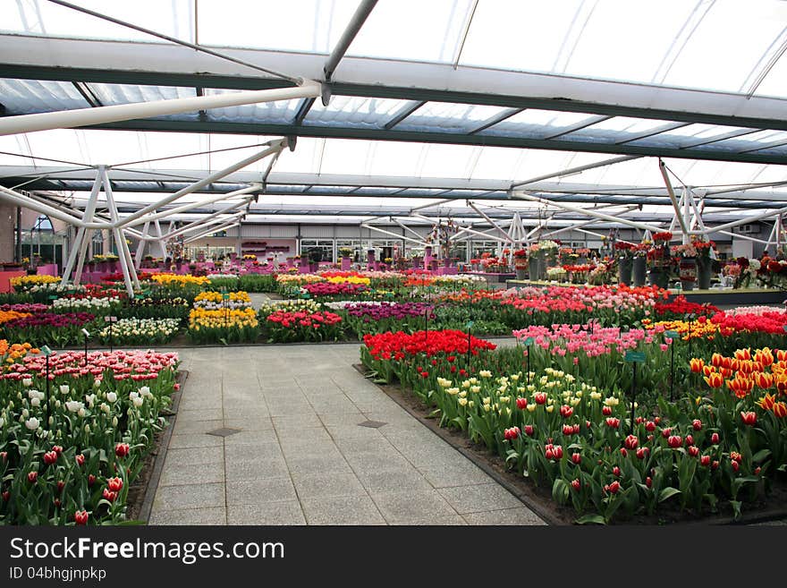 Spring park. Flower nursery. Holland, Keukenhof