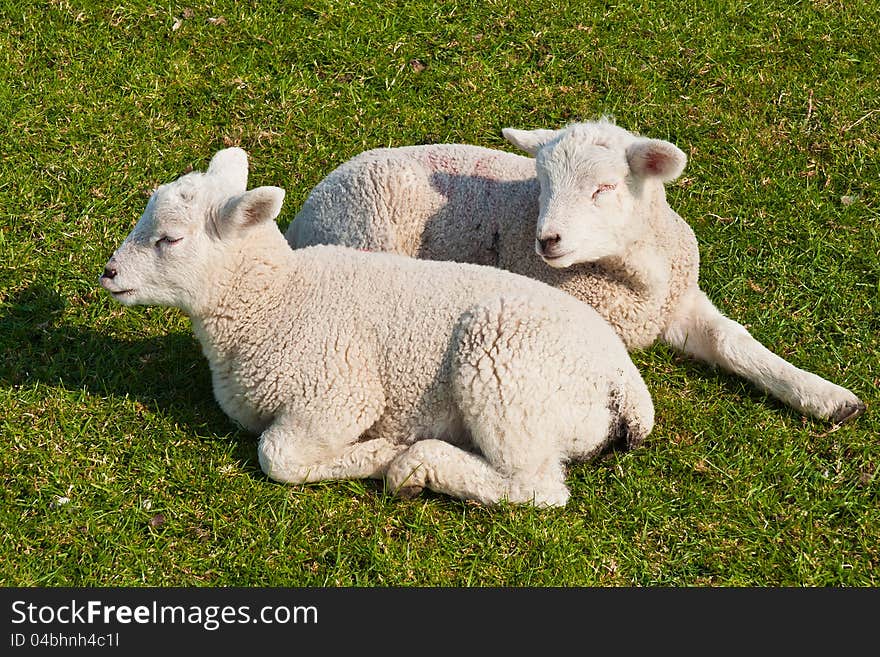 Two lambs in the grass