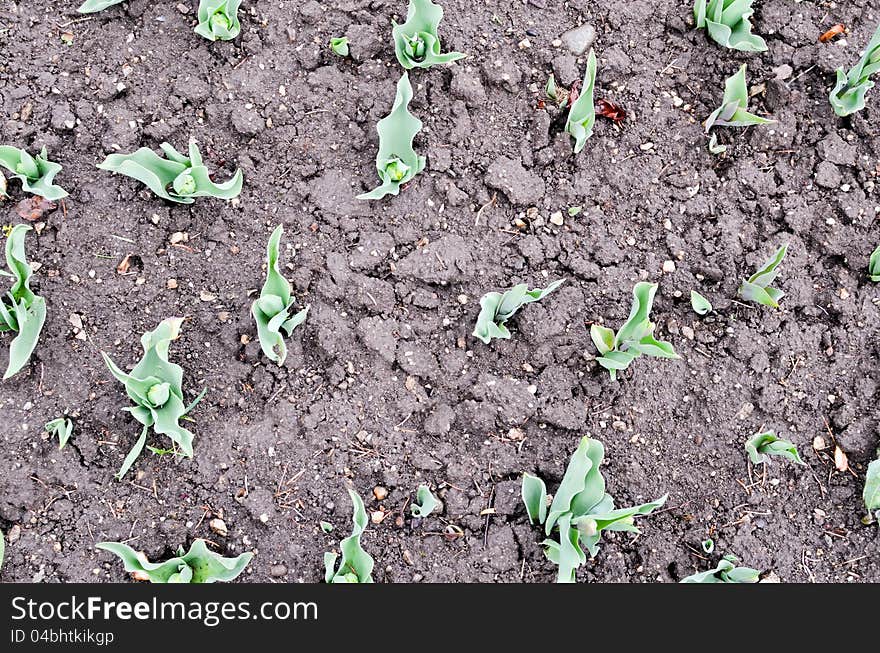 Seedling flowers