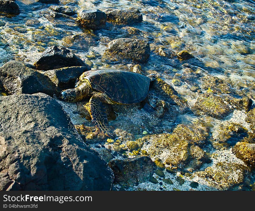 Hawaiian sea turtle relaxing on the beach in Kona, Hawaii. Hawaiian sea turtle relaxing on the beach in Kona, Hawaii.