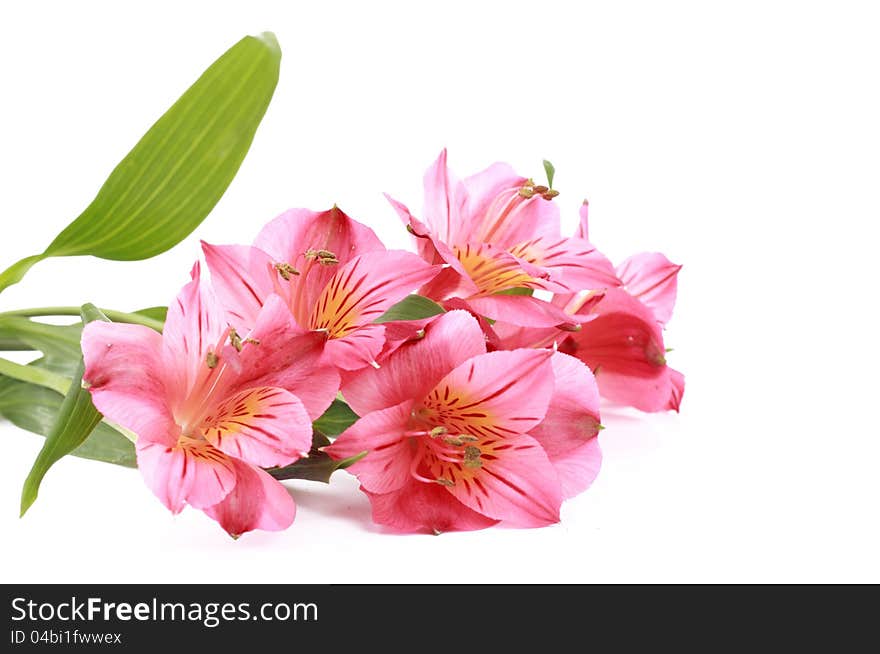 Image of light pink flowers over white background. Image of light pink flowers over white background