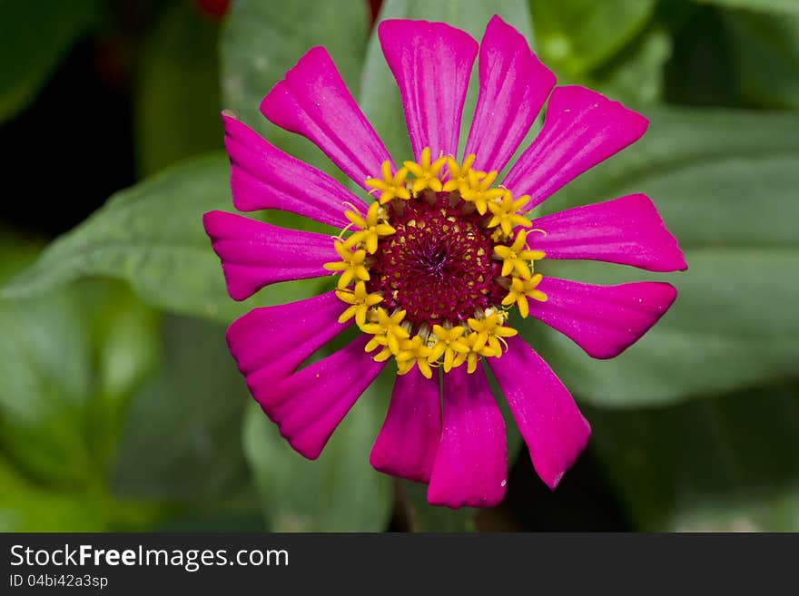 Pink Zinnia in macro mode