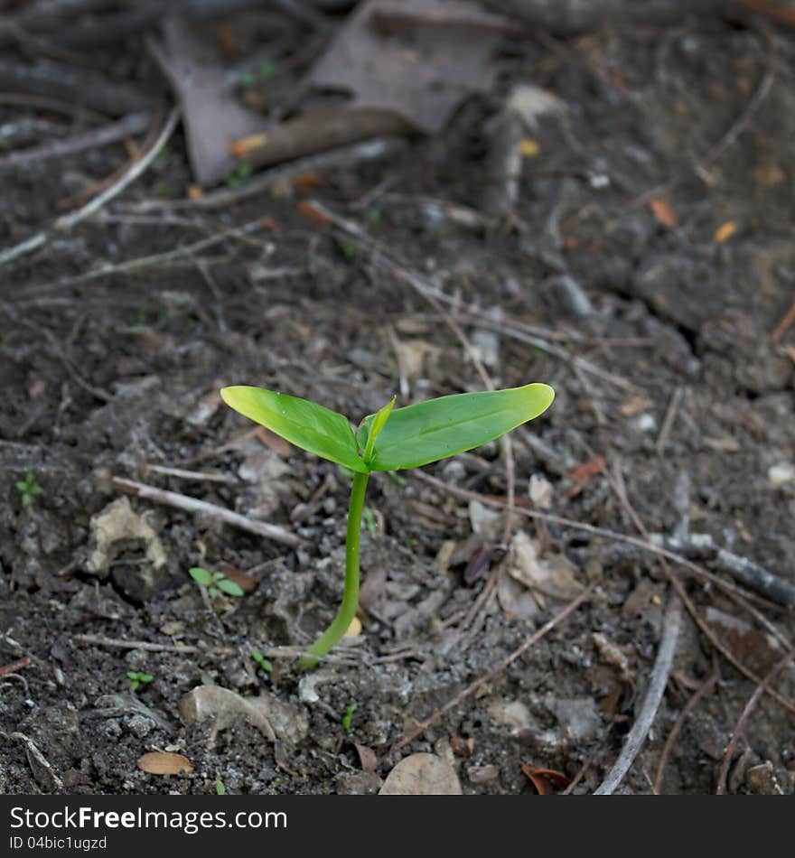 Young plant growth in soil