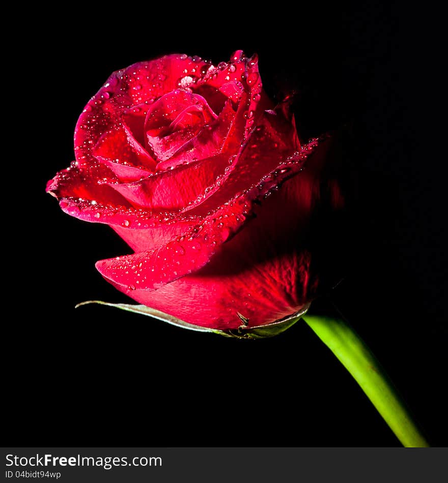 Rose with water drops isolated on a black background