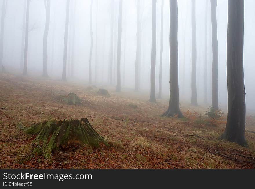 Beechwood with fog in backcloth.