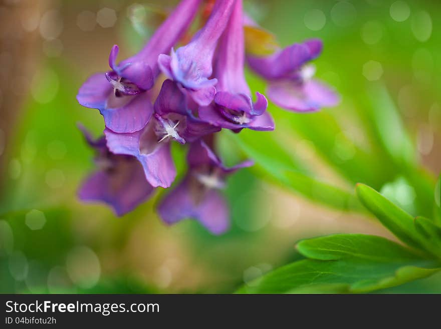 Background of spring leaves and flowers. Background of spring leaves and flowers