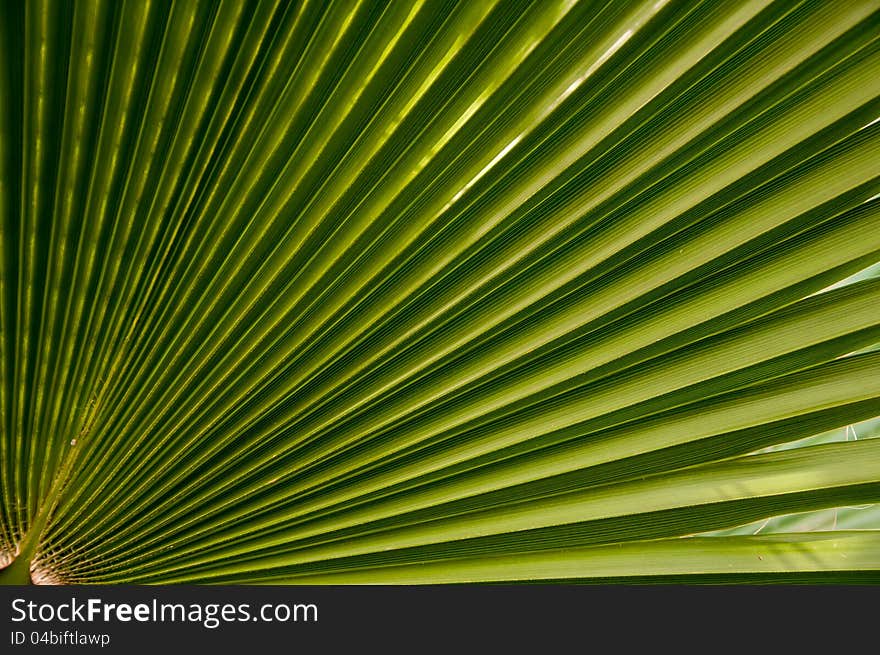 Green palm leaf from my friend garden