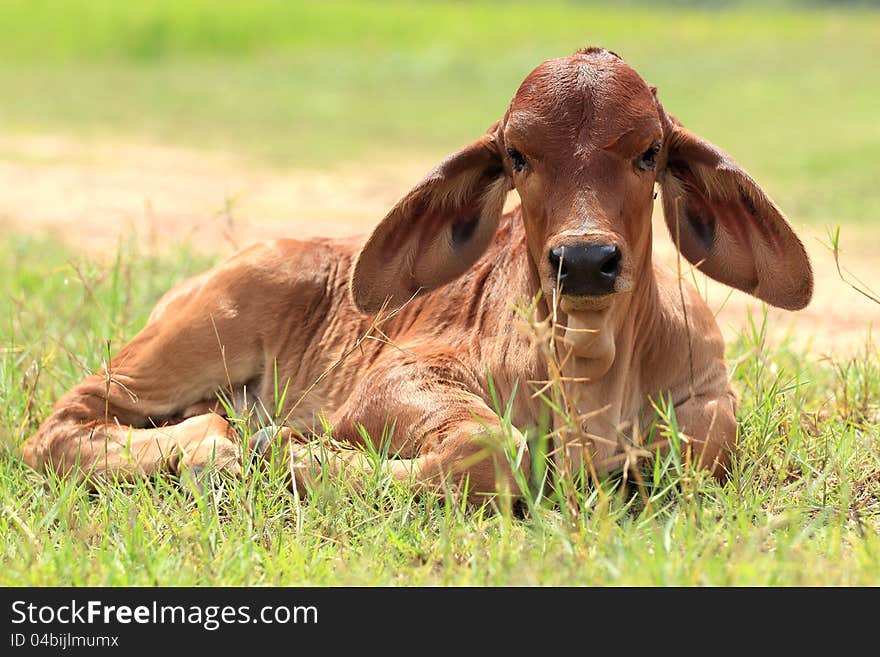 Calf are resting in the grasslands tropical