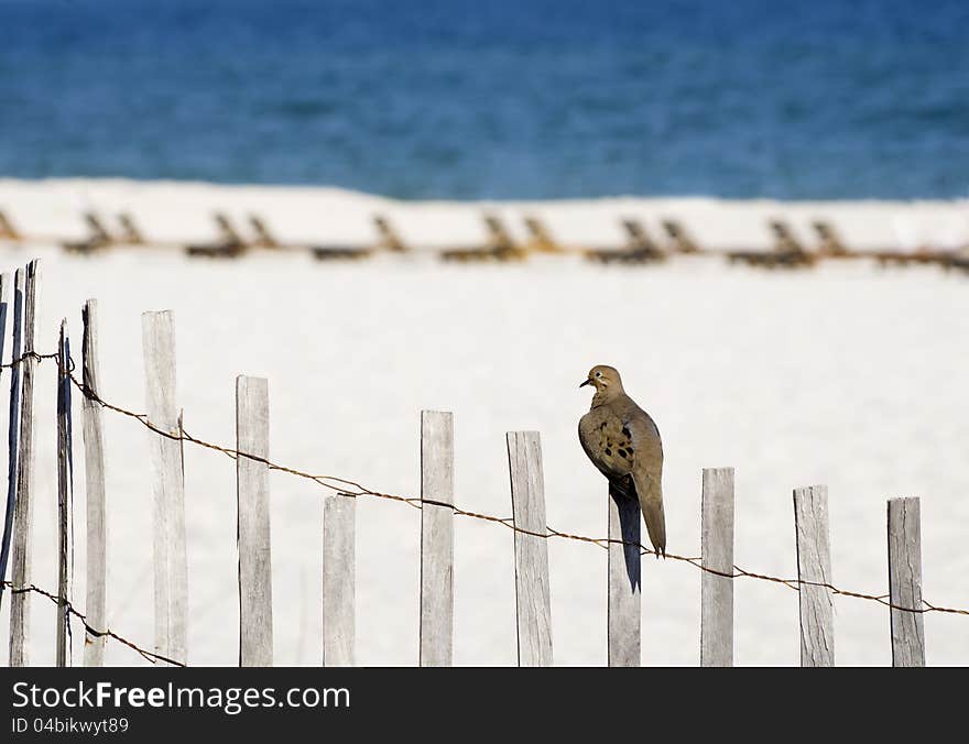 Beach Dove