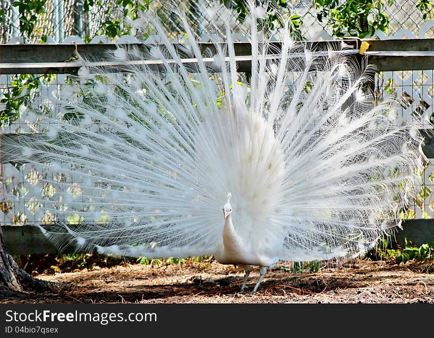 Albino peacock