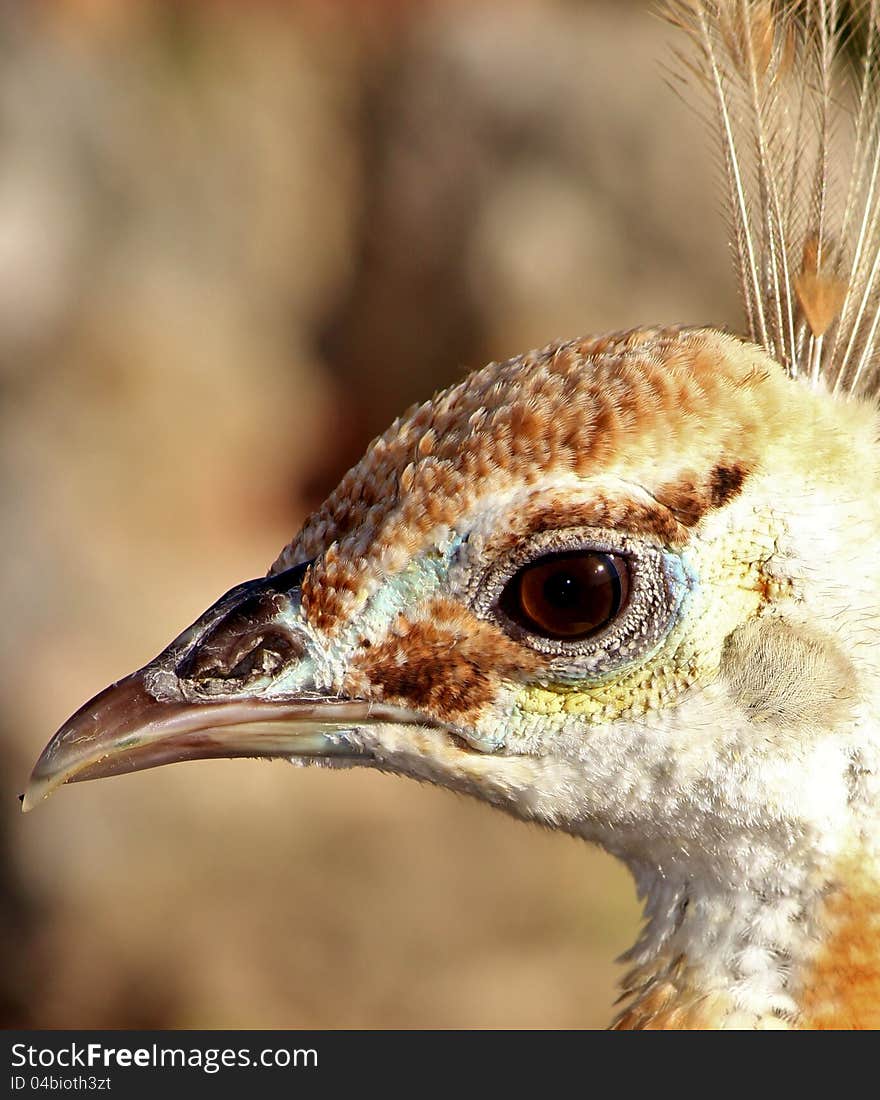 Peacock eye