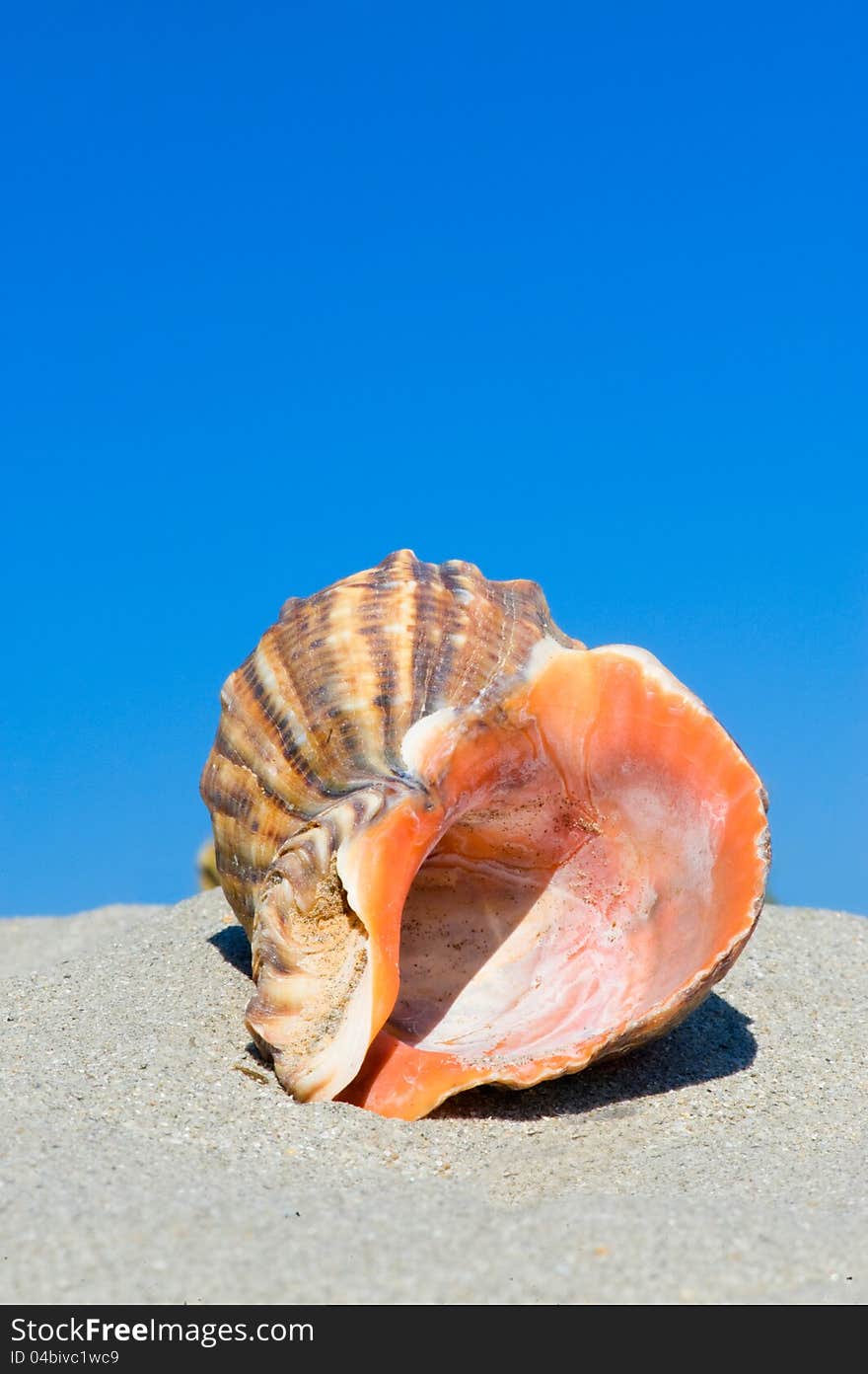 Shell in the sand