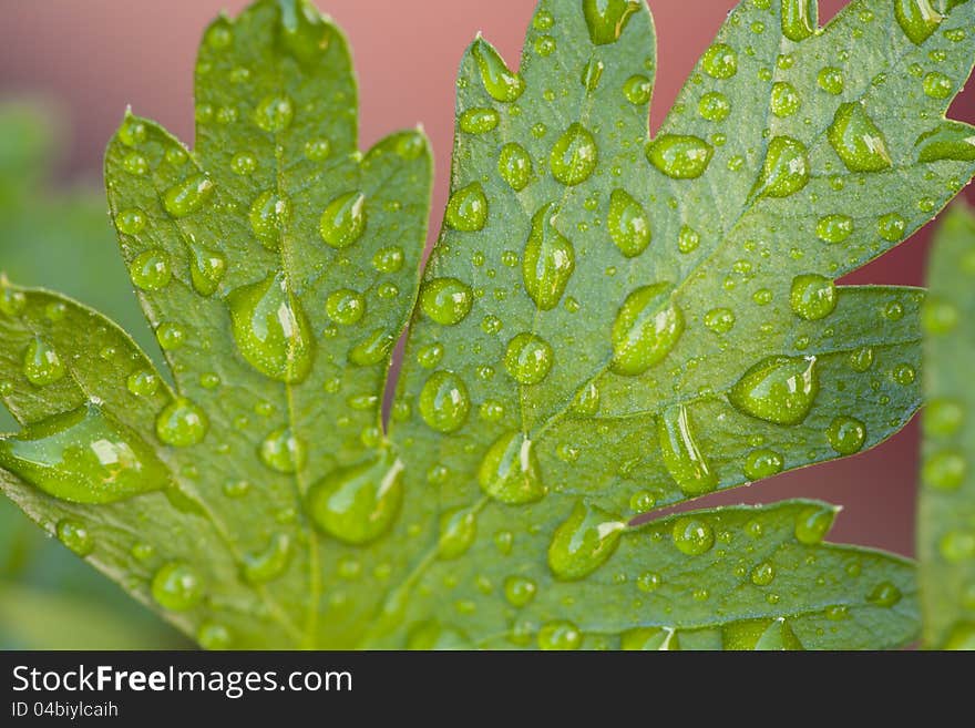 Plant parsley