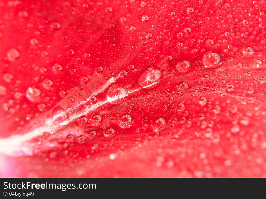 Rose petal with drops