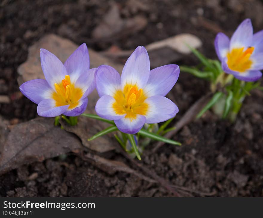 Crocuses